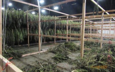 How To Pick The Right Cannabis Drying Equipment