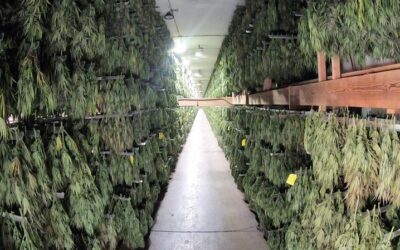 The Best Harvest/Post Harvest Solutions for Cannabis Growers