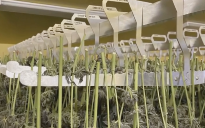 Maximizing Yield and Quality: The Benefits of Our Cannabis Drying Solution for Commercial Growers